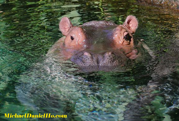 photo of hippos