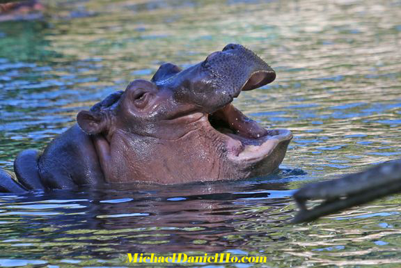 photo of hippos