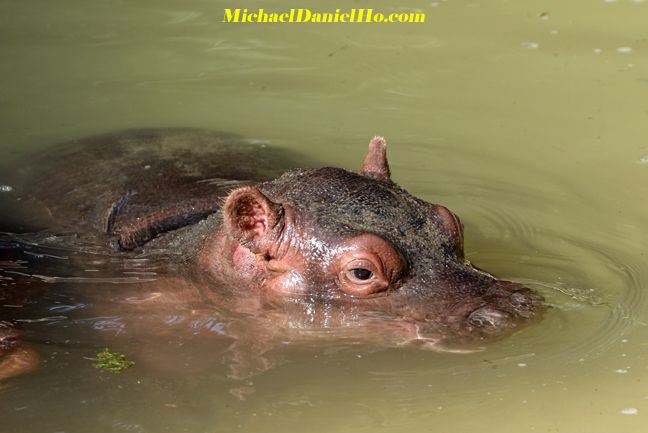  hippo mom and calf in Africa