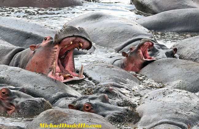 photo of hippos