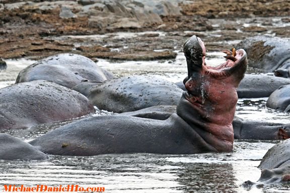 hippo photos