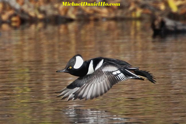 photo of Hooded Merganser duck