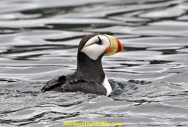 Puffin photos