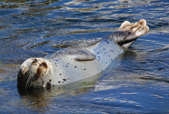 harbor seal