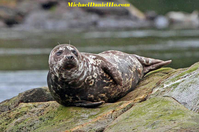 photo of harbor seal