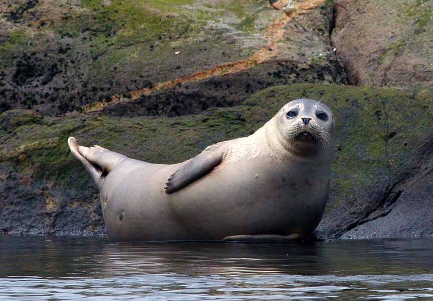 photo of harbor seal