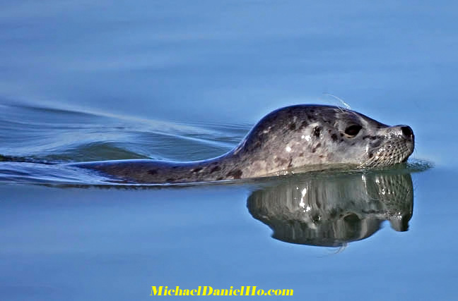 photo of harbor seal