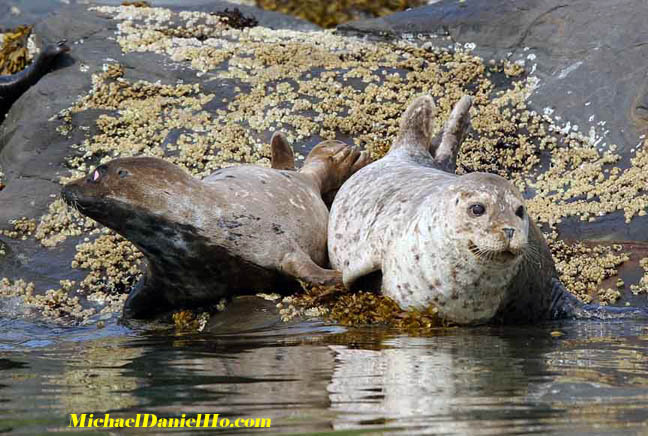 photo of harbor seal