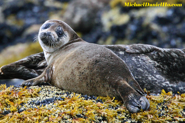 photo of harbor seal