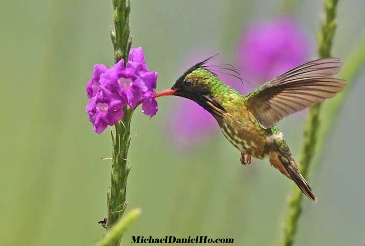 black-crested croquette