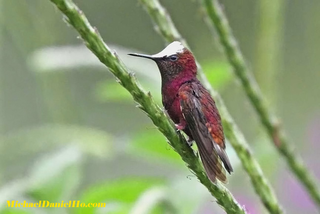 snowcap hummingbird photos