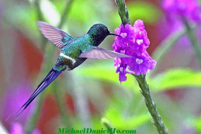 green thorntail hummingbird