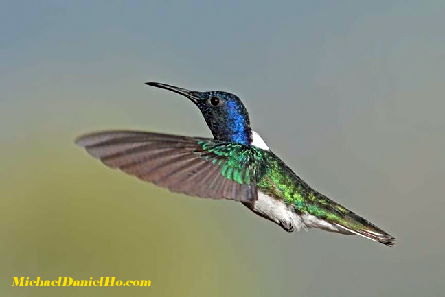 white-necked jacobin hummingbird