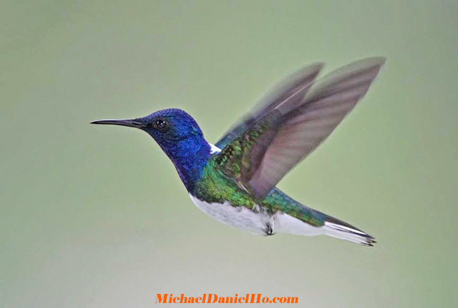 white-necked jacobin hummingbird in costa rica