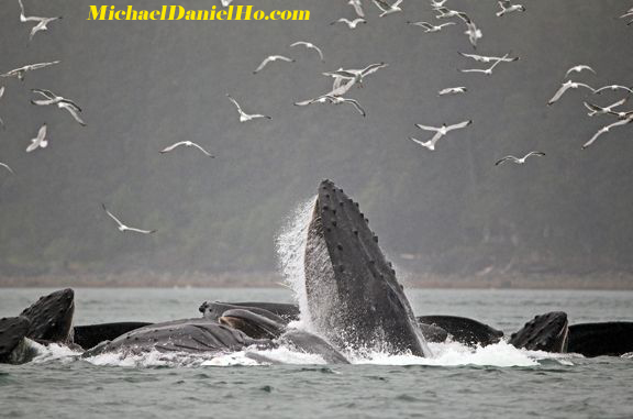 humpback whales bubble net feeding in Alaska