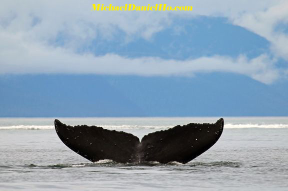 humpback whale breaching in Alaska