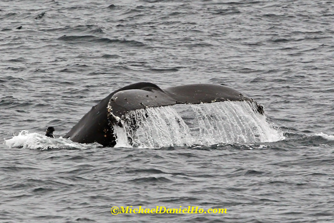 humpback whale diving in antarctica