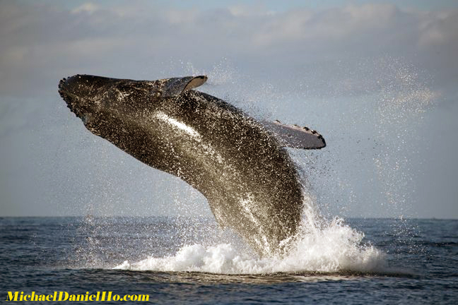 humpback whale breaching