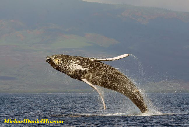 humpback whale breaching