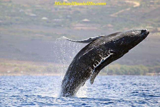 humpback whale breaching