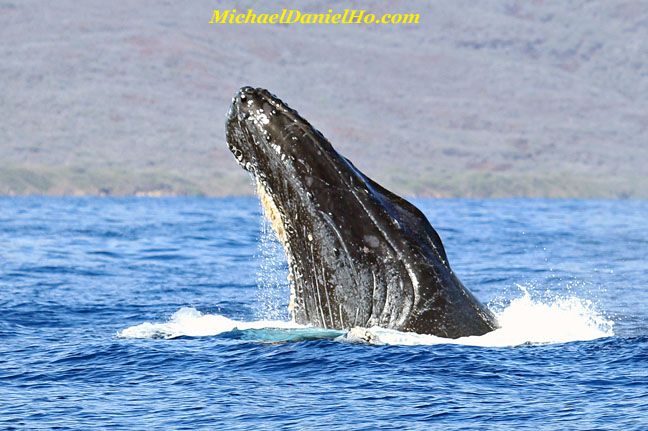 humpback whale photos