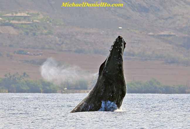 humpback whale breaching