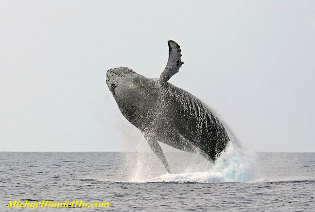 humpback whale photos