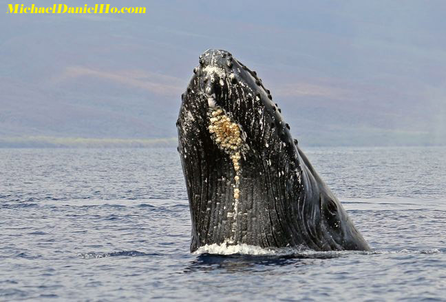 humpback whale photos