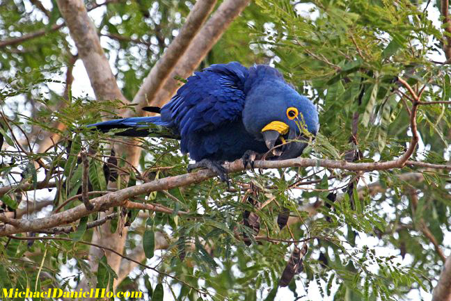 photo of hyacinth macaw