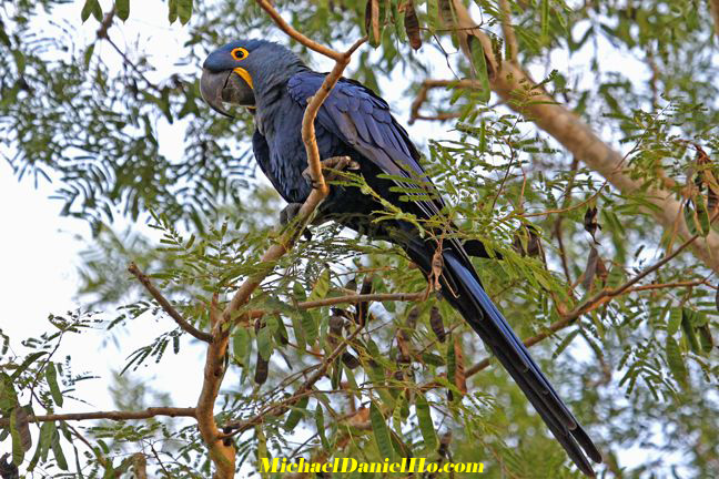 photo of hyacinth macaw