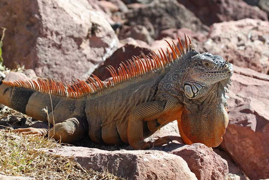 photo of iguana