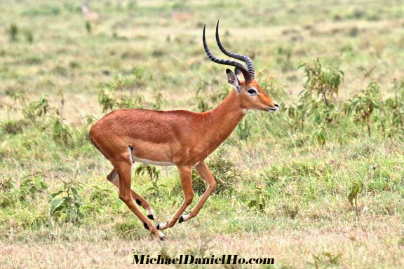 photo of impalas in africa