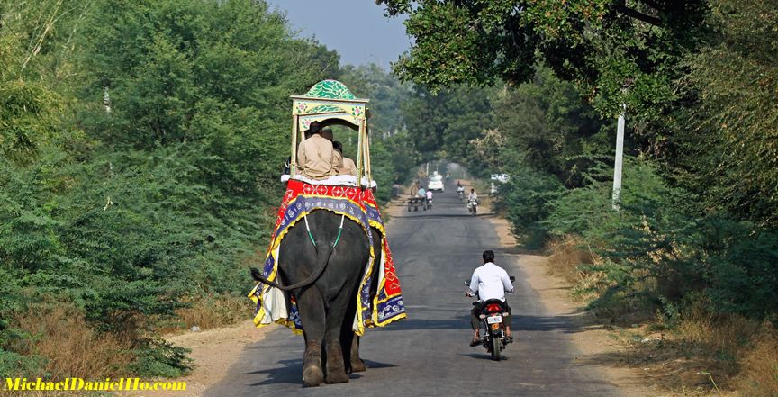 photo of Indian elephant, India