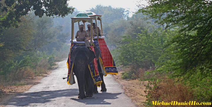 photo of Indian elephant, India