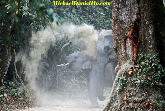 indian elephant calf and mom