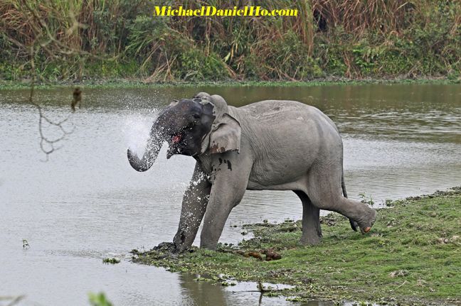 indian elephant photo