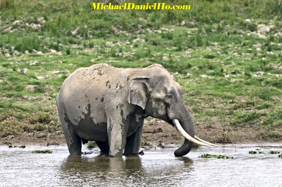 indian elephant photo