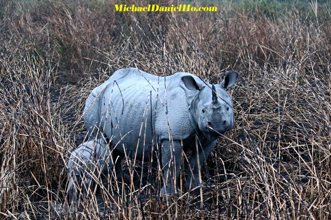 photo of Indian rhino mom and calf