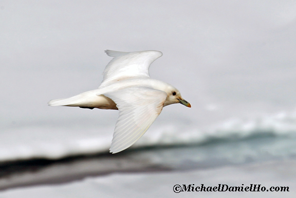 ivory gull in flight in svalbard, the high arctic