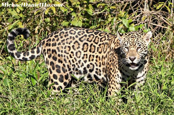 photo of jaguar in the Pantanal, Brazil