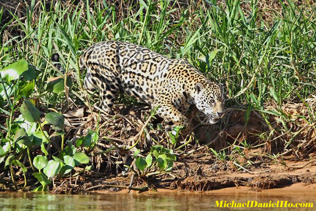 photo of jaguar in the bush, Pantanal, Brazil