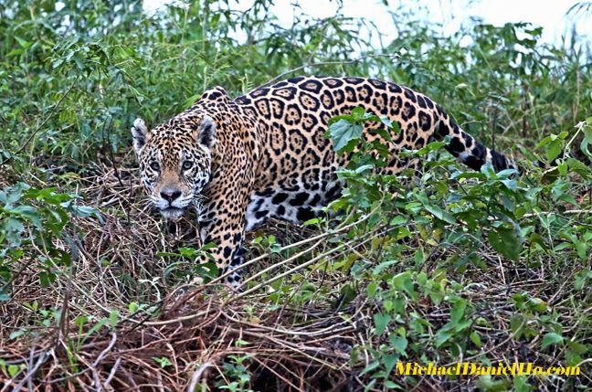 photo of jaguar in the river, Pantanal, Brazil