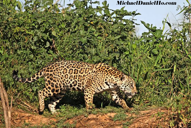 photo of jaguar in the Pantanal, Brazil