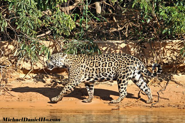 photo of jaguar in the Pantanal, Brazil