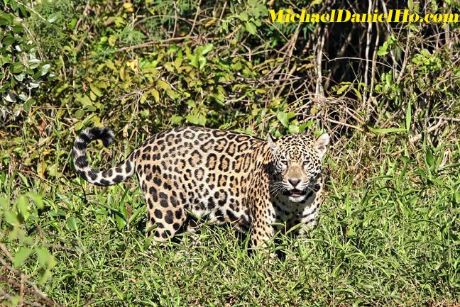 photo of jaguar