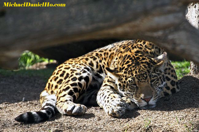 photo of jaguar in the bush, Pantanal, Brazil