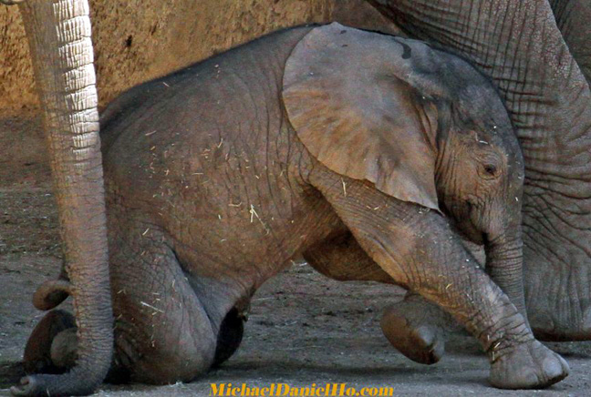 elephant calf with mom photo