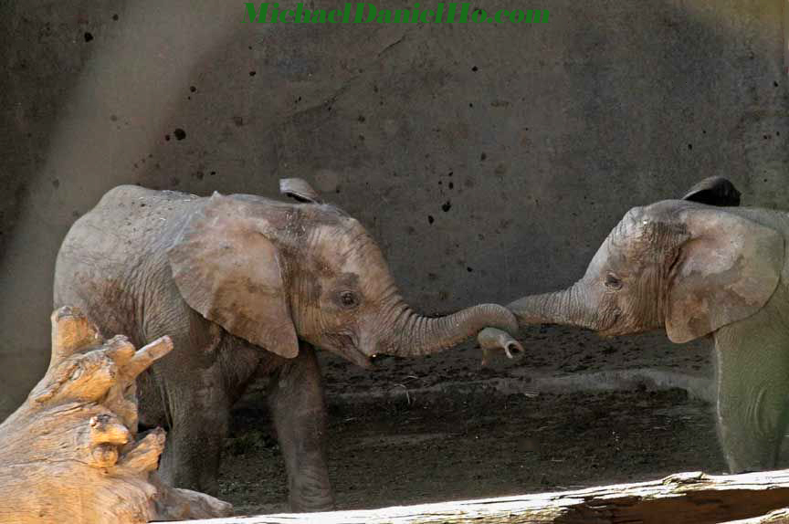 african elephant photos