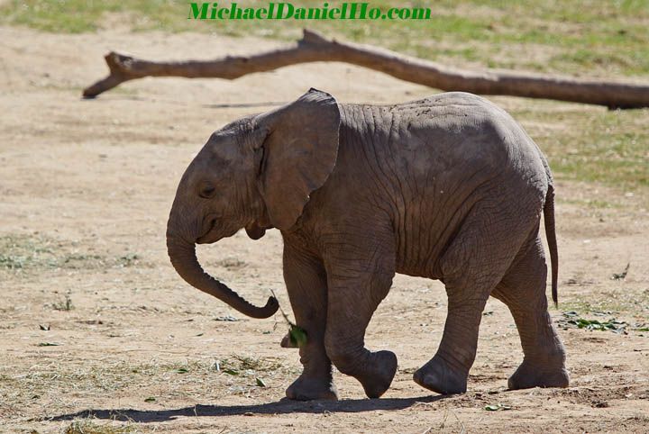 african elephant photos