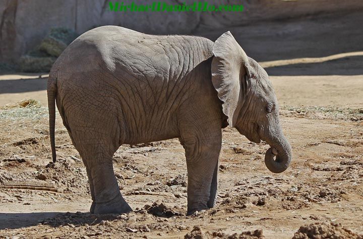 african elephant photos